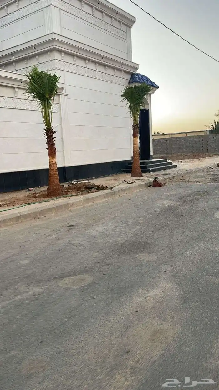 يوجد لدينا نخل واشنطني وسعار طيبه جميع الأحجام 6