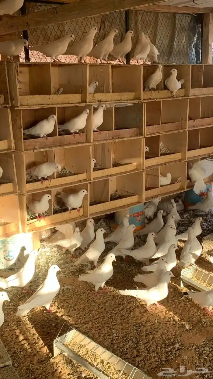 نعرض لكم حمام فرنسي وزاجل ازرق 1
