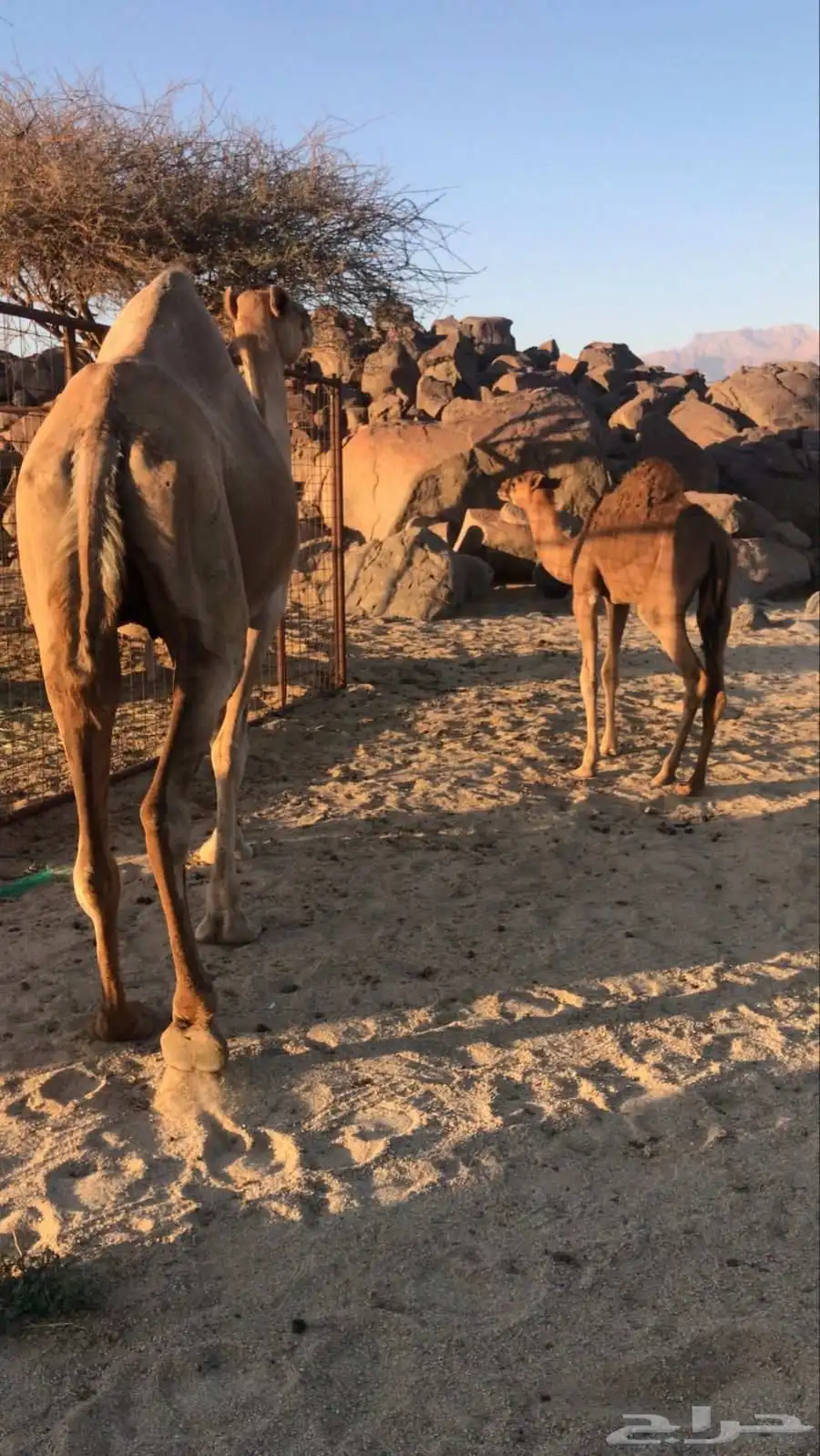 السلام عليكم اعرض لكم ناقه عشرا خواره بالحليب 0