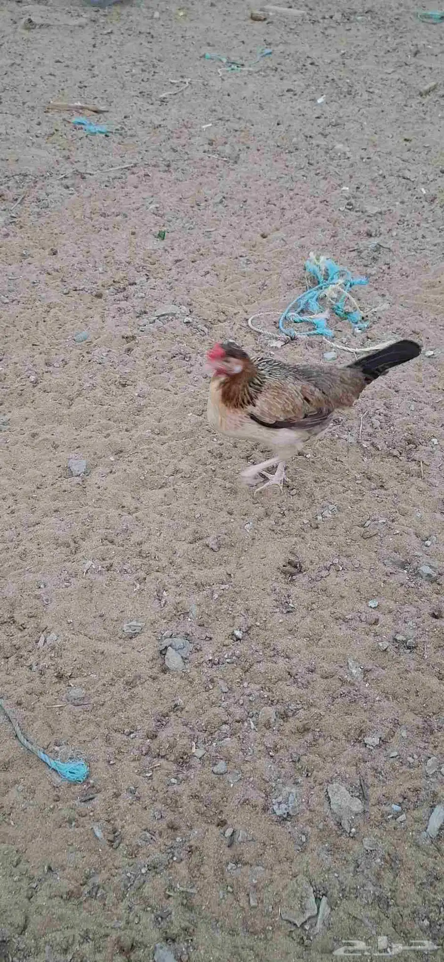 دجاج عربي اصيل 3