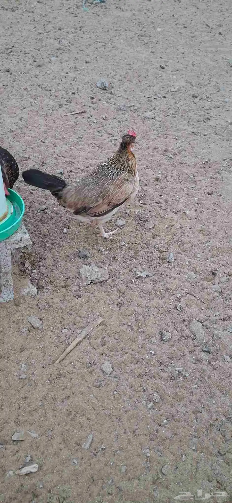 دجاج عربي اصيل 4