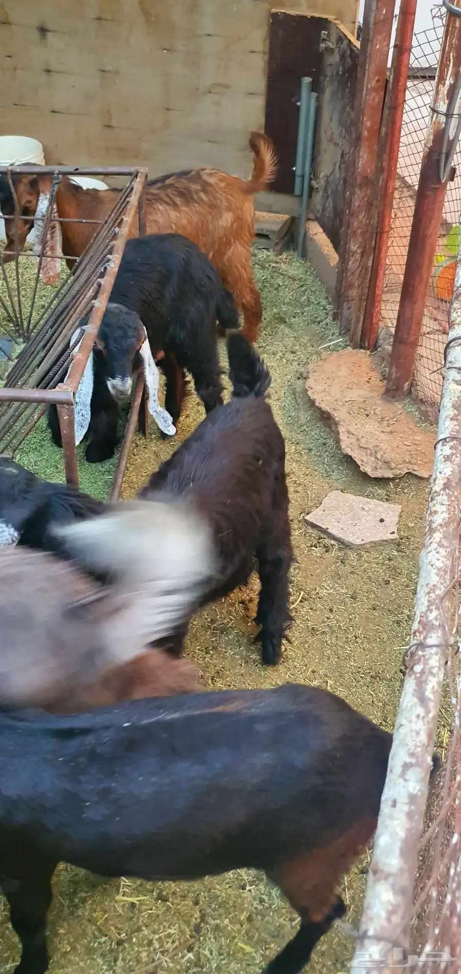 للبيع 14 تيس بلدي فيها عمر 3 و4 و6 شهر للبيع كلها 0