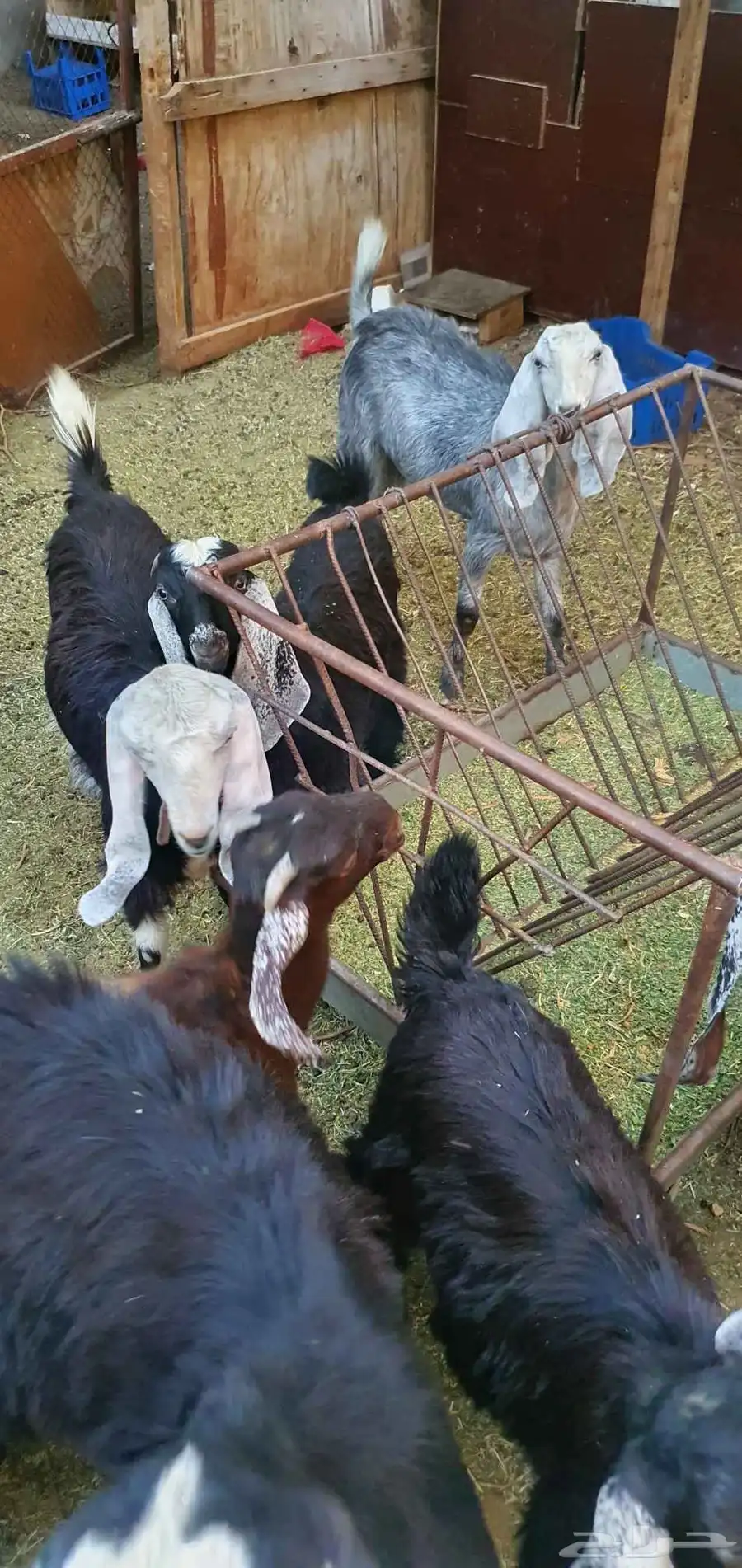 للبيع 14 تيس بلدي فيها عمر 3 و4 و6 شهر للبيع كلها 2