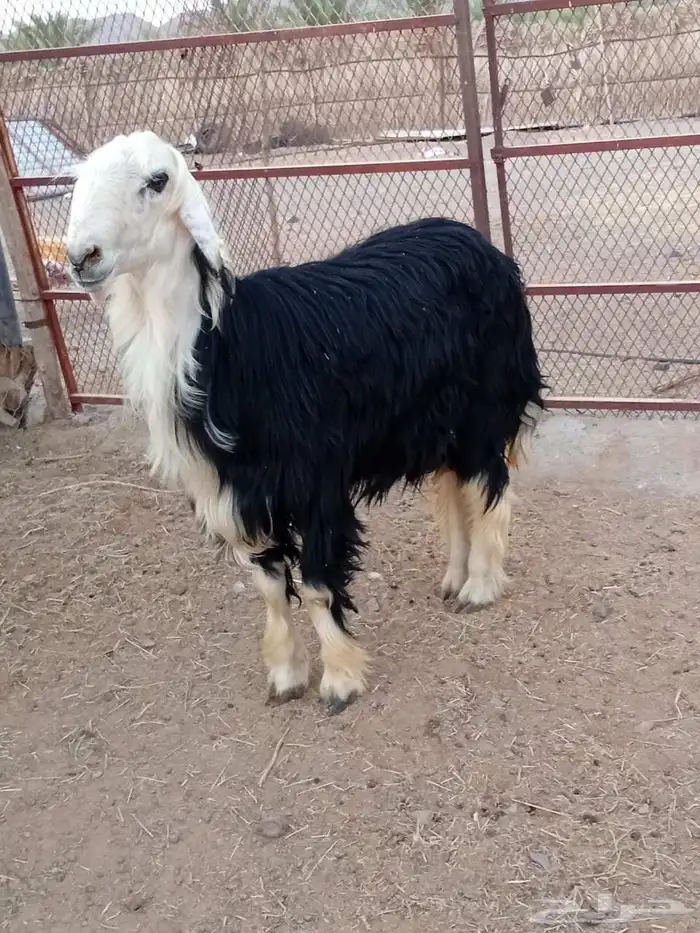 مشروع فحل نجدي صنف 1
