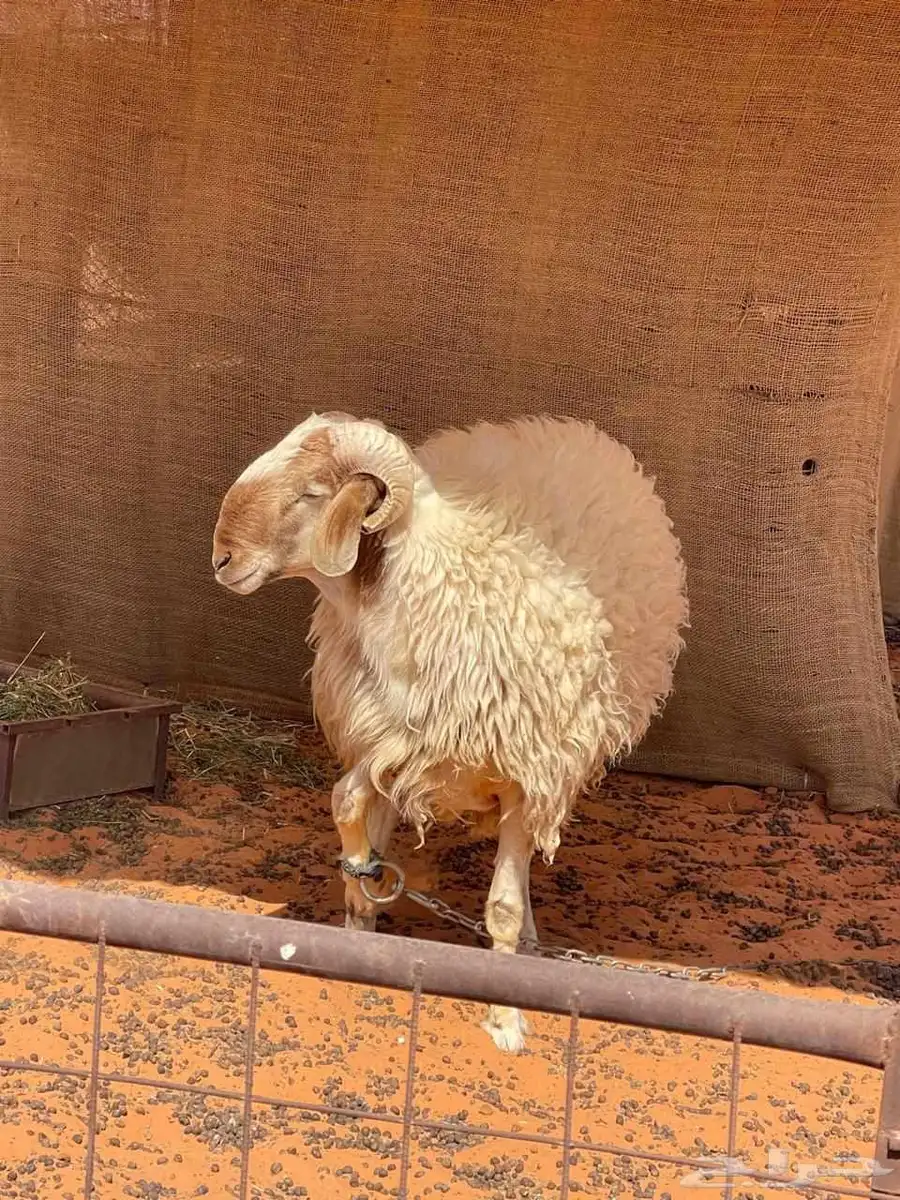 خروفين للبيع 7
