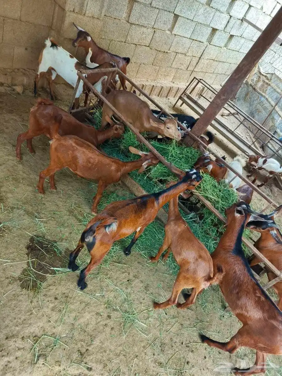 تيوس العدد 15 الذكور8 الاناث7 السوم 750 1