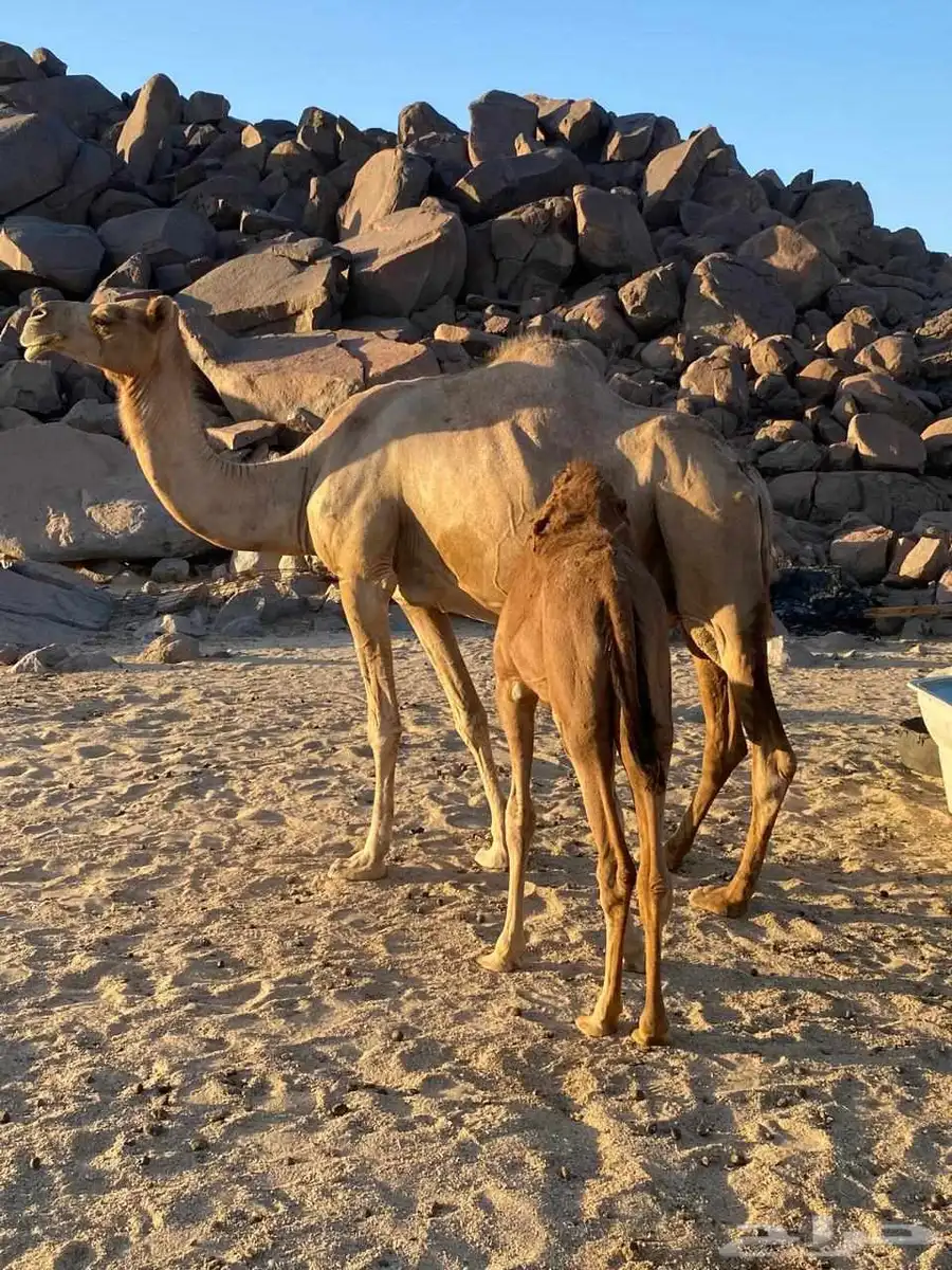 السلام عليكم اعرض لكم ناقه عشرا خواره بالحليب 1