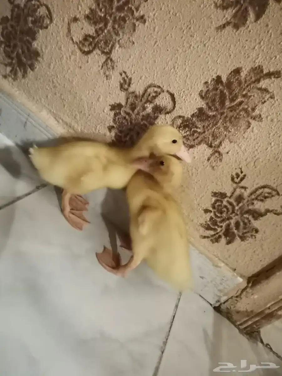 بط أصفر بعمر أكثر من أسبوعين بصحة ممتازة ما شاء الله 0