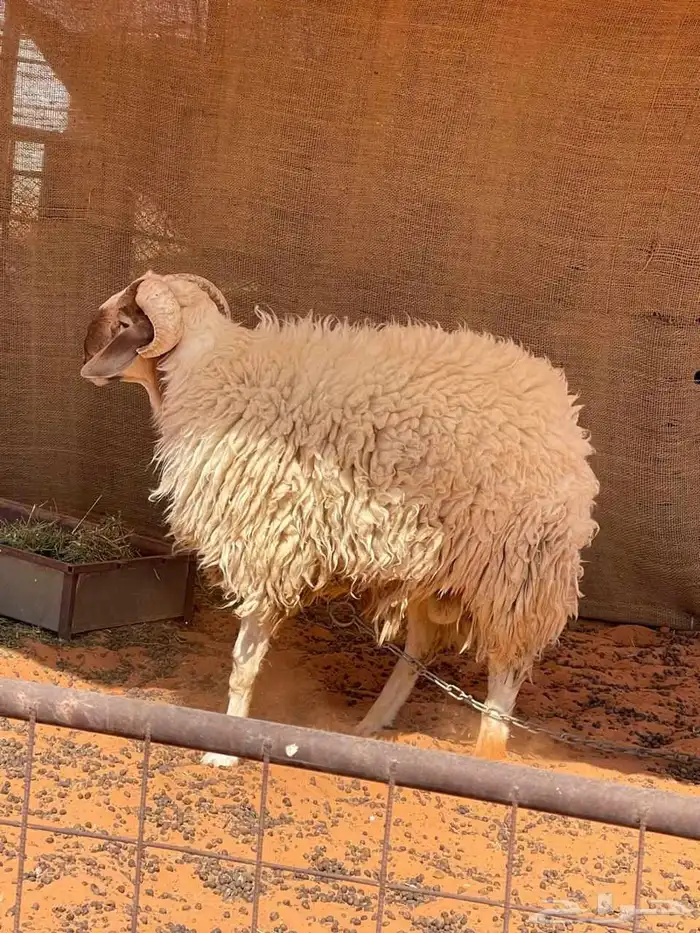 خروفين للبيع 1