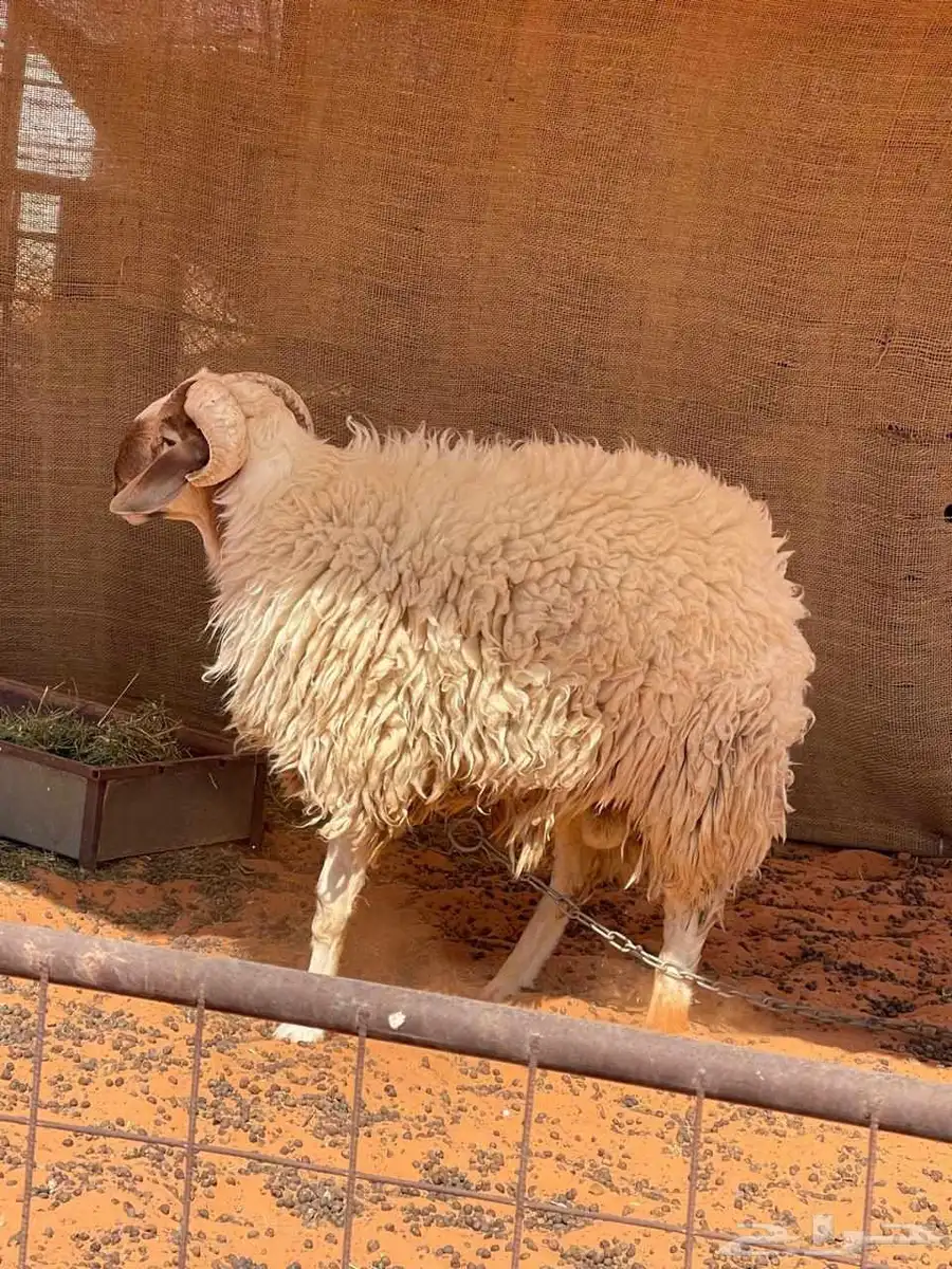 خروفين للبيع 1