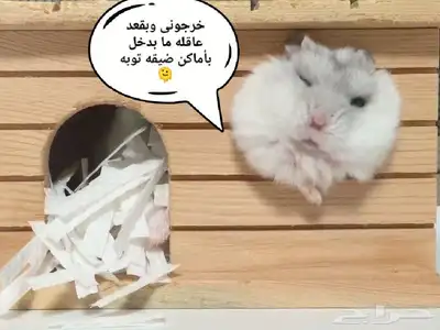 ونتر وايت صغار صافين وأليفين بعدت الوان 1