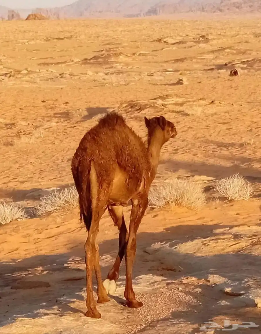 حاشي املح 0