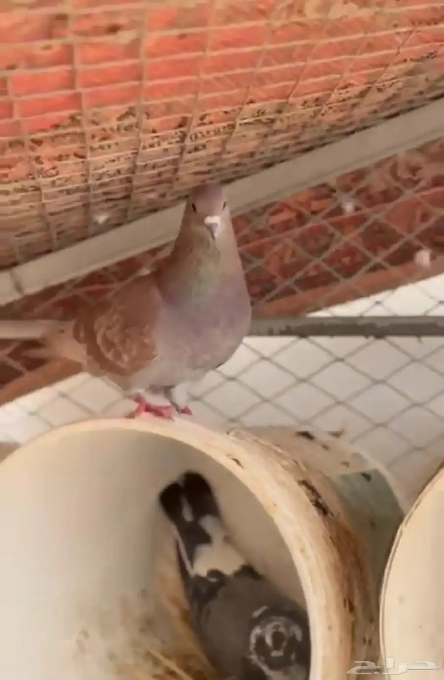 السلام عليكم للبيع حمام نضيف وعلى شرط 3
