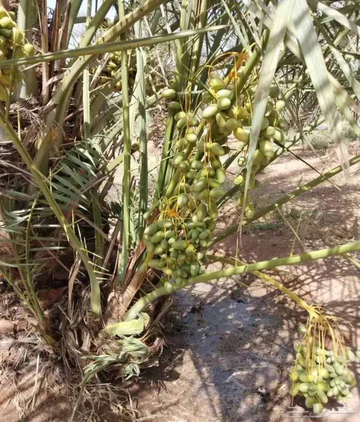 نخيل مثمر مبكر غر .ربيعه. فنخاء. لونه .عراقيه.شيرازيه 0