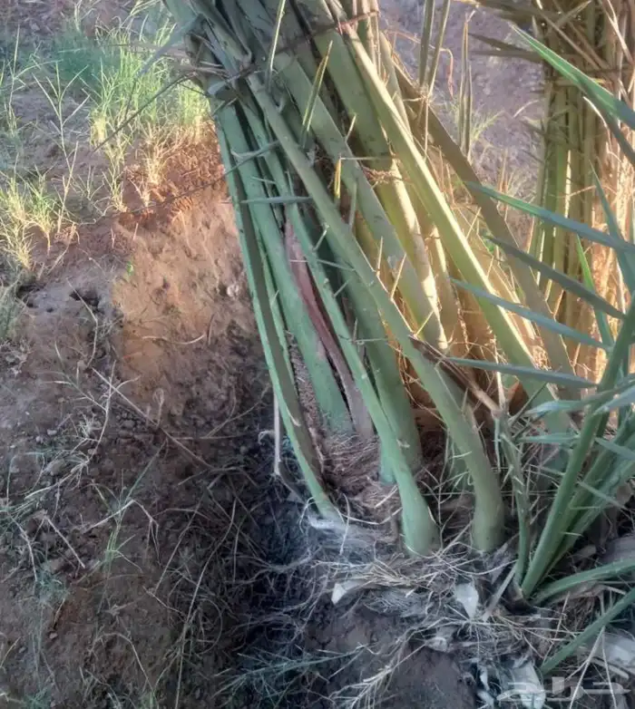 نخيل مثمر مبكر غر .ربيعه. فنخاء. لونه .عراقيه.شيرازيه 1