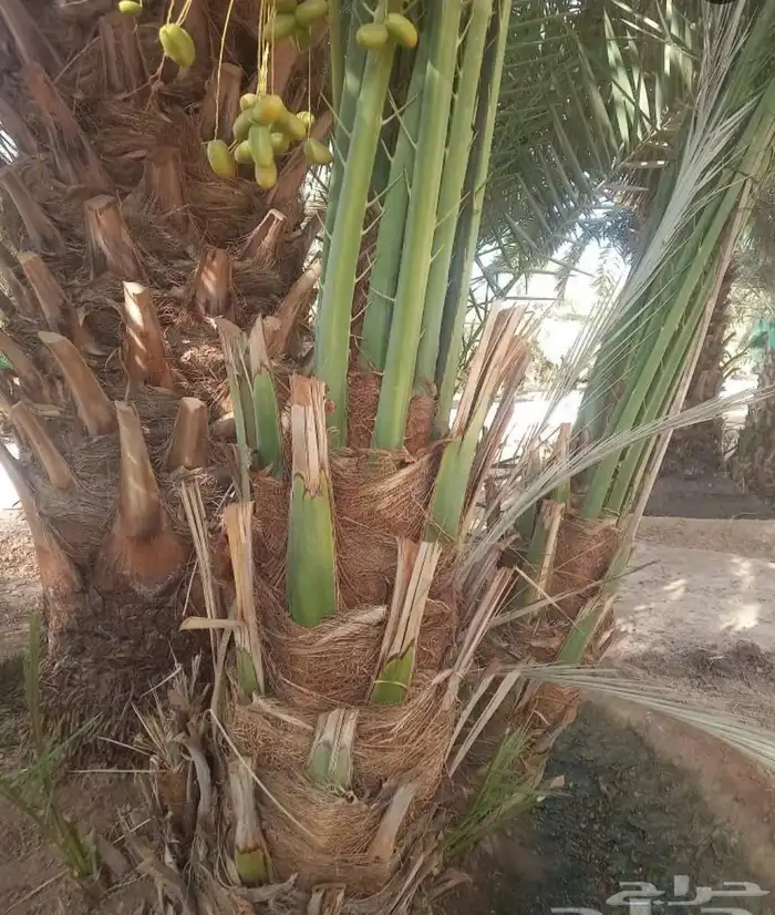 نخيل مثمر مبكر غر .ربيعه. فنخاء. لونه .عراقيه.شيرازيه 3