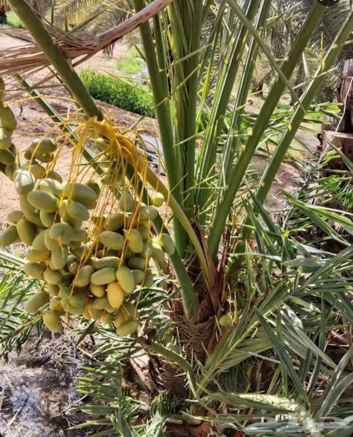 نخيل مثمر مبكر غر .ربيعه. فنخاء. لونه .عراقيه.شيرازيه 2