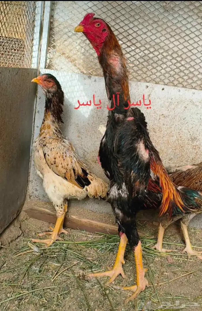 فروخ دجاج شامو ياباني وعربي أصيل 1