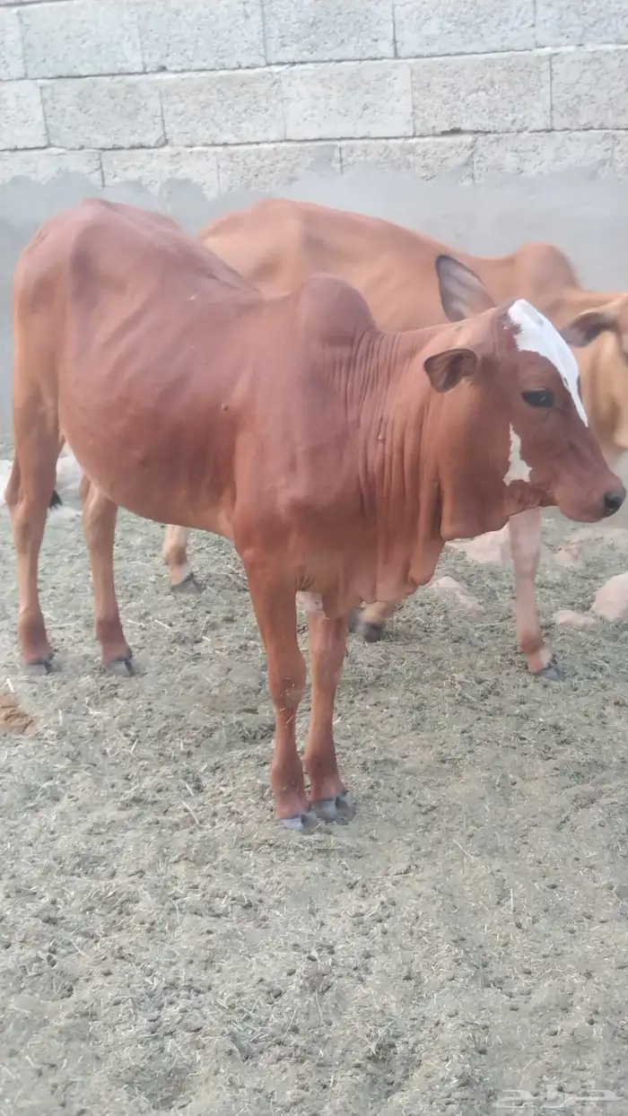 خبيش جذعات مقاني 0