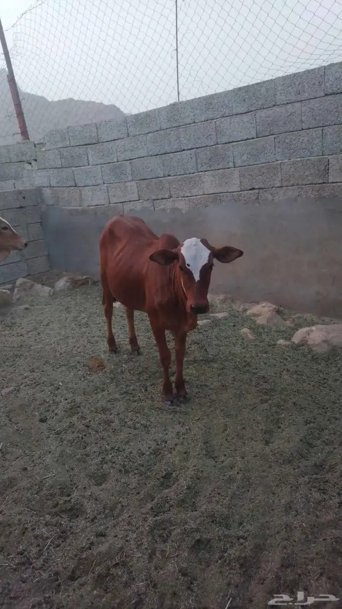 خبيش جذعات مقاني 5