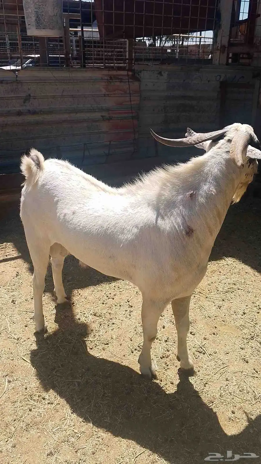 فحل بيشي للبيع 8