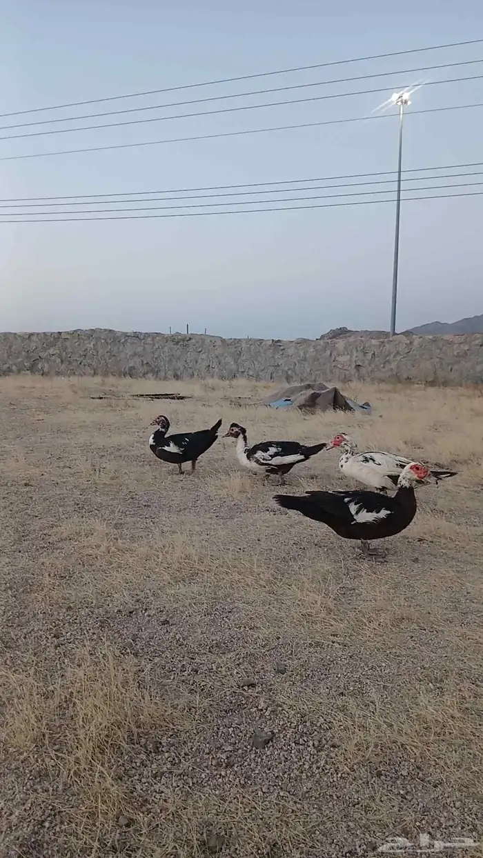 بط ودجاج للبيع 4