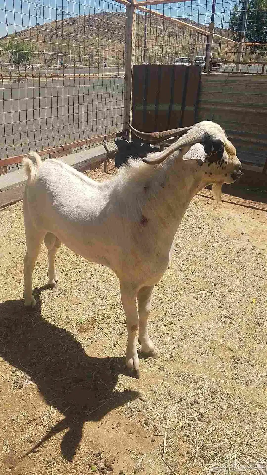 فحل بيشي للبيع 5