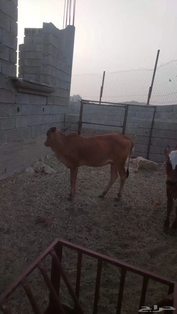 خبيش جذعات مقاني 6