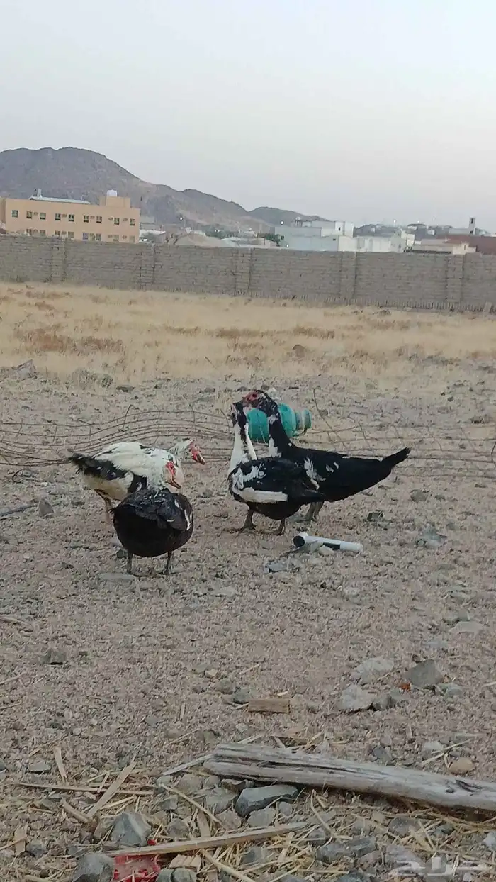 بط ودجاج للبيع 2