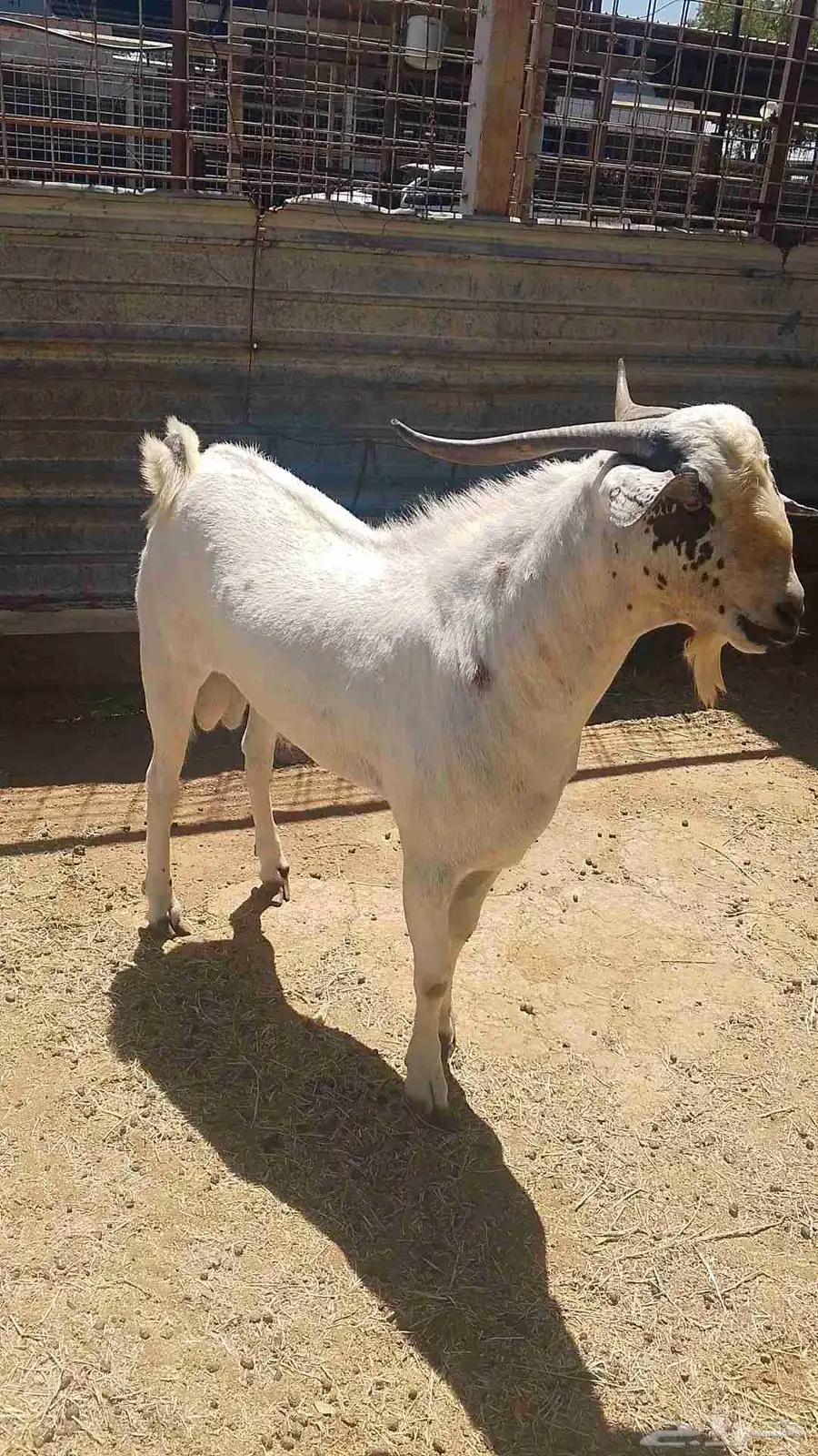 فحل بيشي للبيع 7