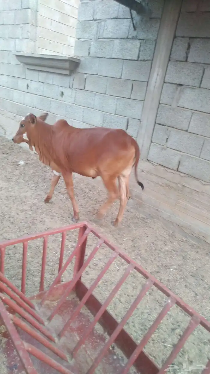 خبيش جذعات مقاني 1
