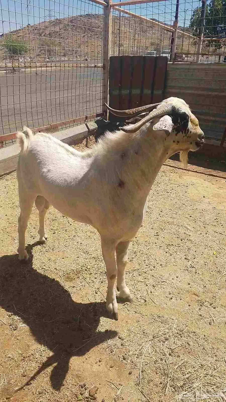 فحل بيشي للبيع 4
