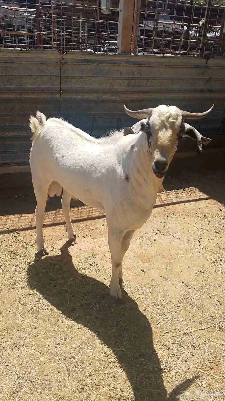 فحل بيشي للبيع 6