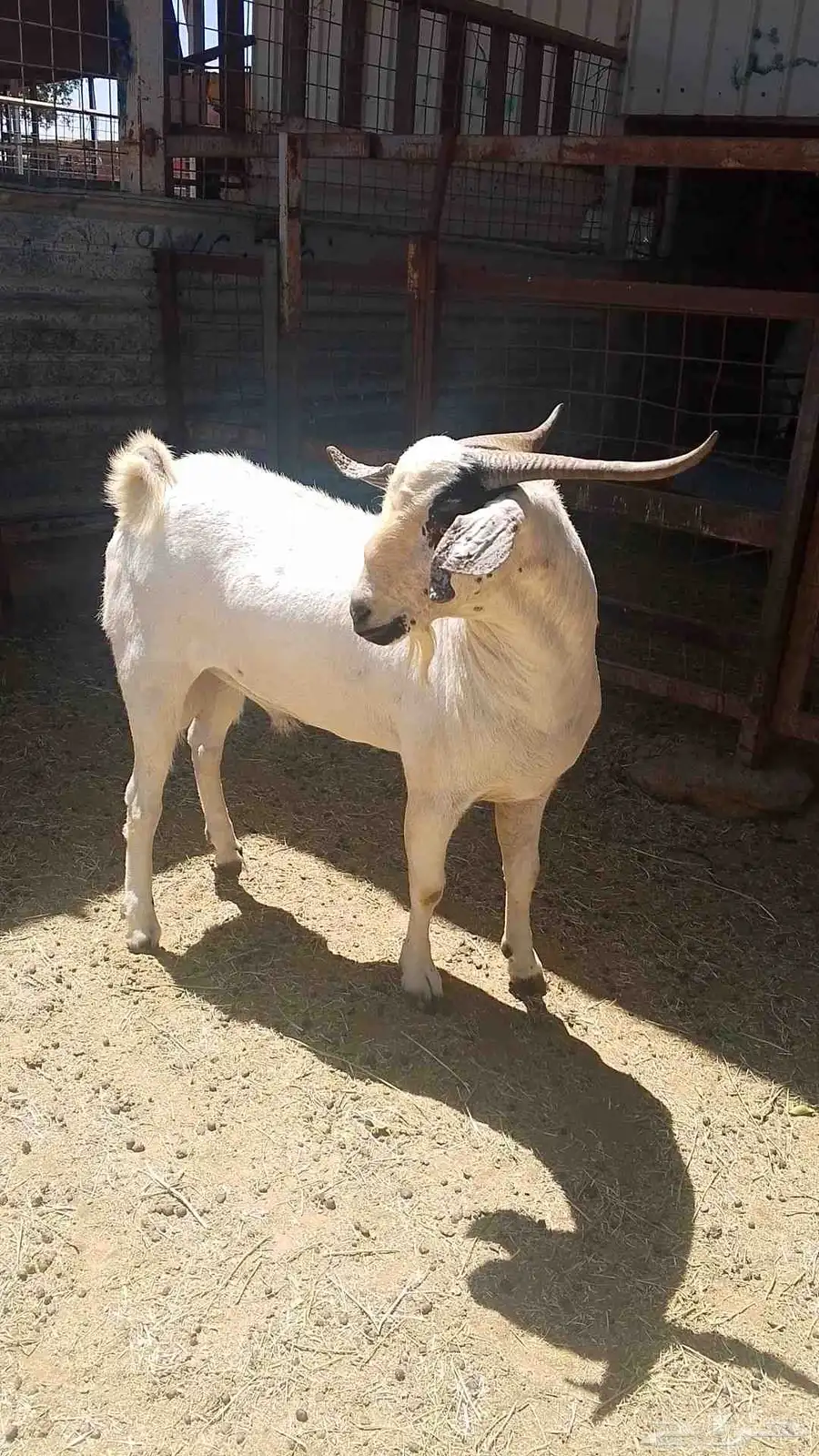 فحل بيشي للبيع 2