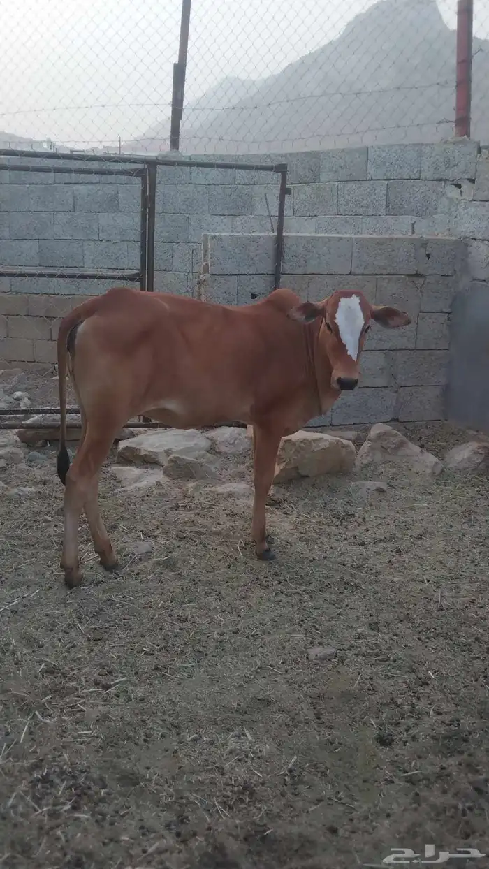 خبيش جذعات مقاني 4