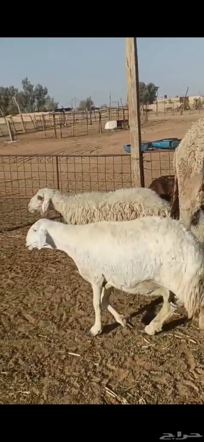 للبيع جفرات وعنز متوم غنم 4 موليد معهن قعود 1
