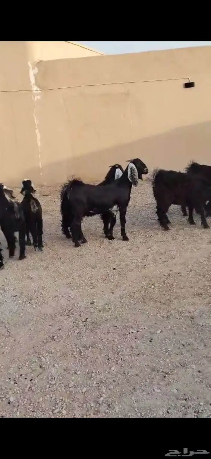 للبيع جفرات وعنز متوم غنم 4 موليد معهن قعود 3