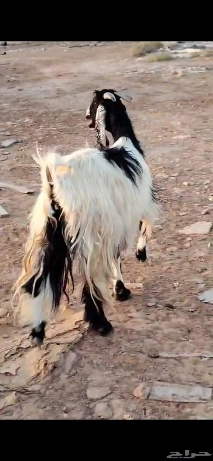 للبيع جفرات وعنز متوم غنم 4 موليد معهن قعود 8