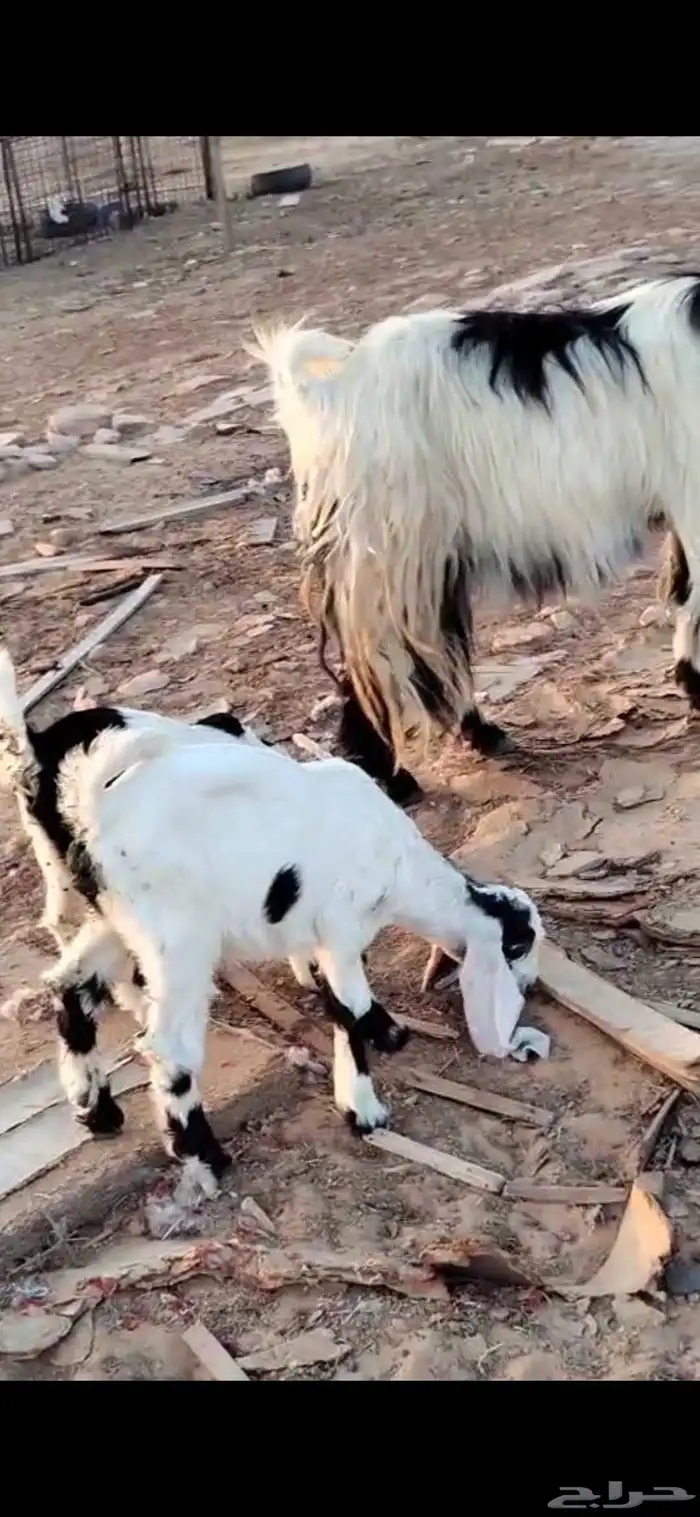 للبيع جفرات وعنز متوم غنم 4 موليد معهن قعود 4