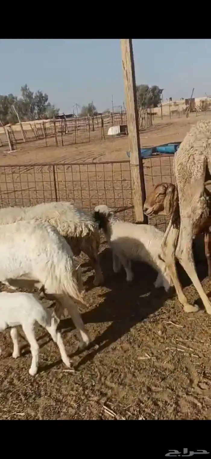 للبيع جفرات وعنز متوم غنم 4 موليد معهن قعود 2
