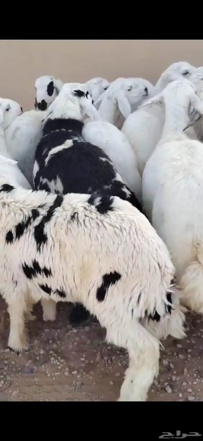 للبيع جفرات وعنز متوم غنم 4 موليد معهن قعود 6