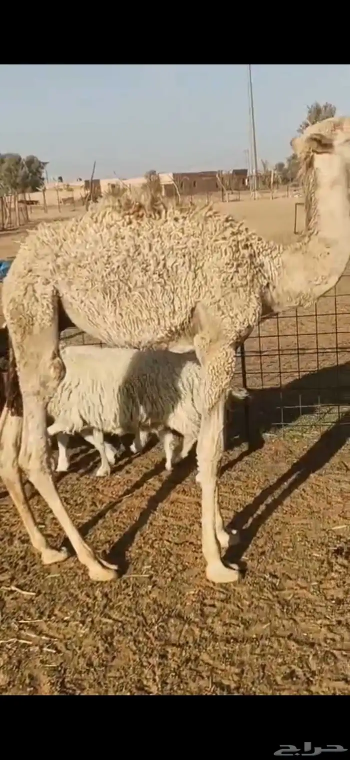 للبيع جفرات وعنز متوم غنم 4 موليد معهن قعود 0