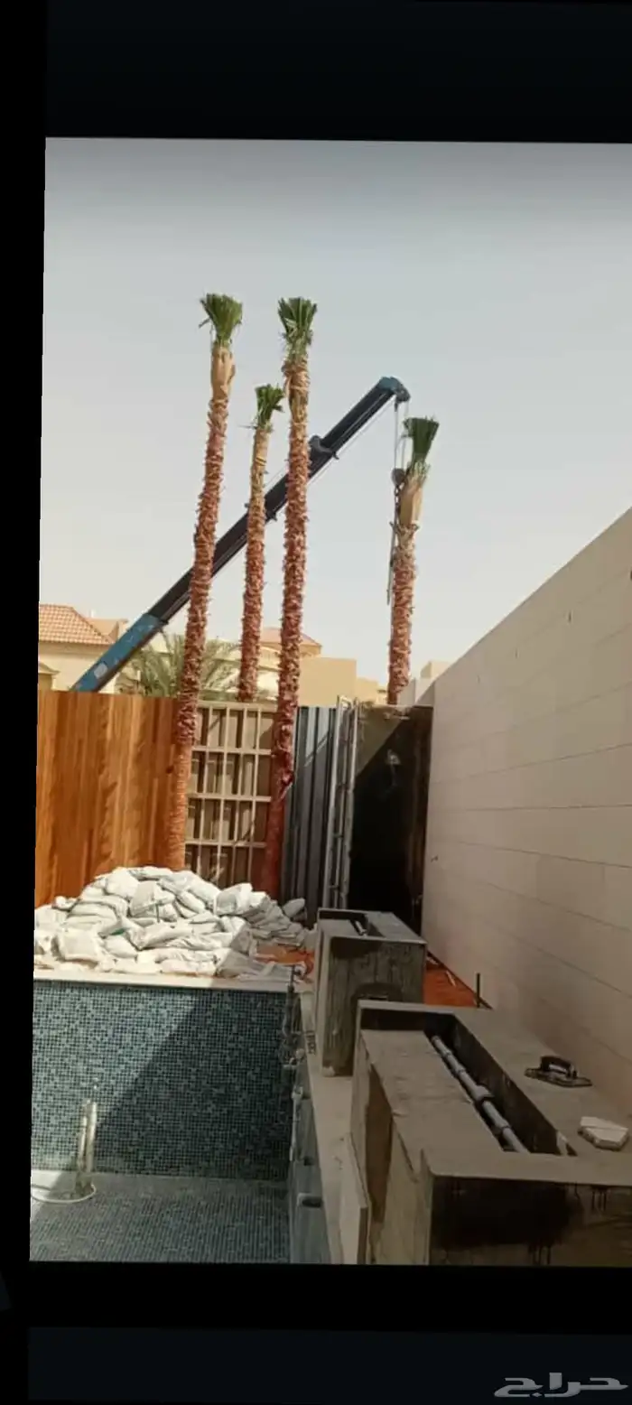 يوجد لدينا جميع انواع النخيل المثمره وازينه والمقاسات 3