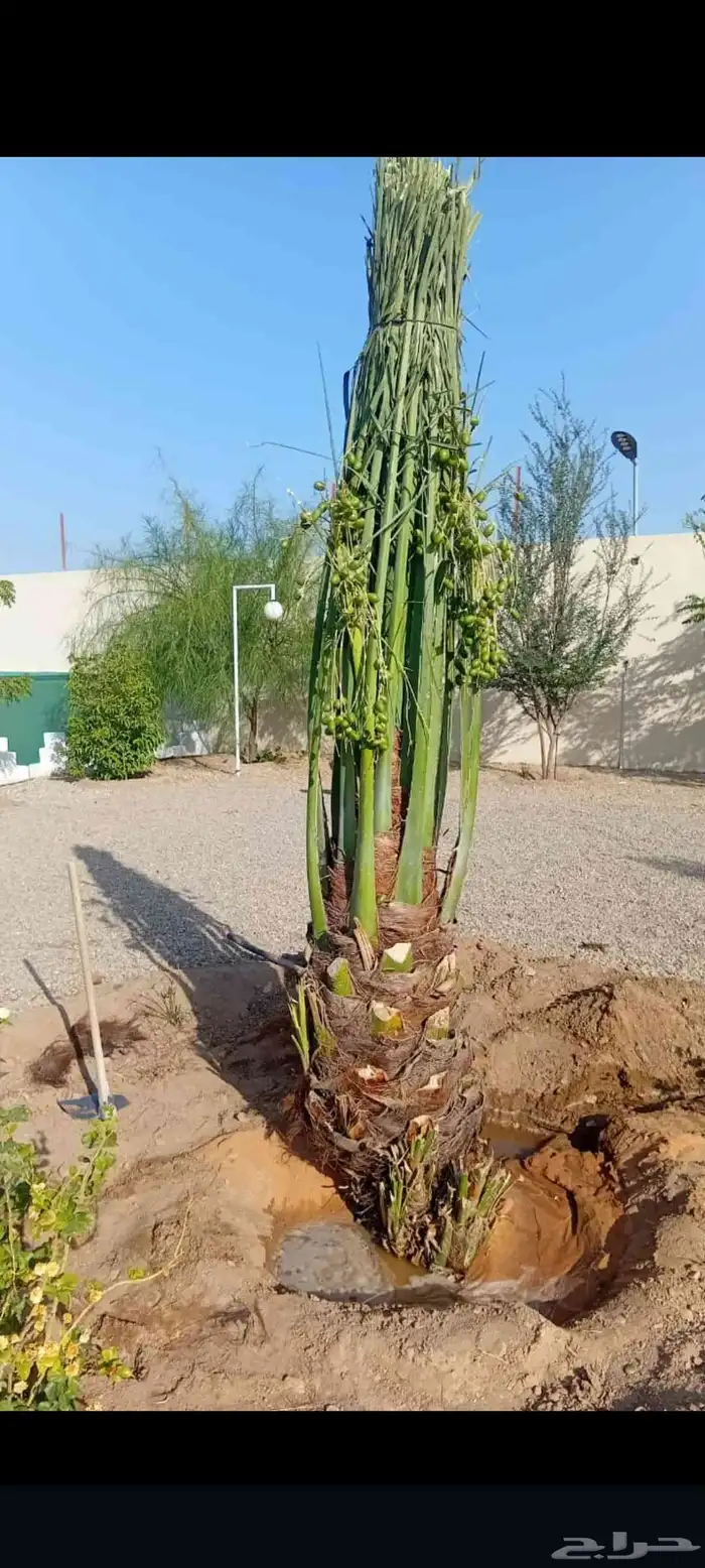 يوجد لدينا جميع انواع النخيل المثمره وازينه والمقاسات 1