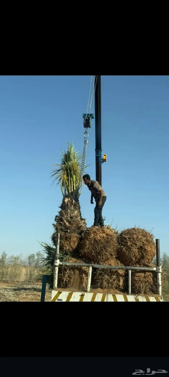 يوجد لدينا جميع انواع النخيل المثمره وازينه والمقاسات 2