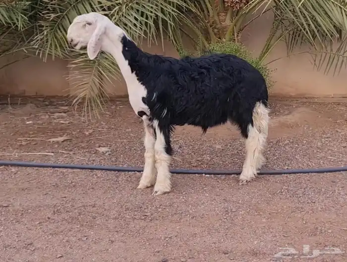 مشروع فحل نجدي 0