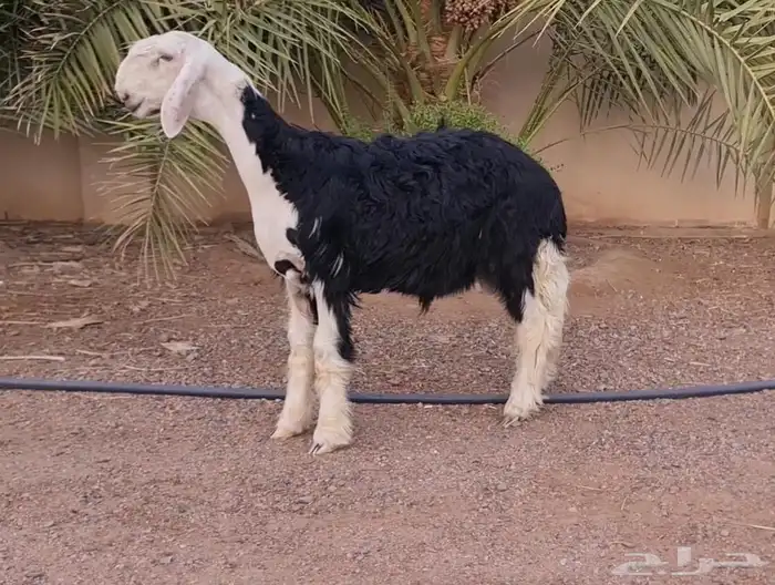 مشروع فحل نجدي 1