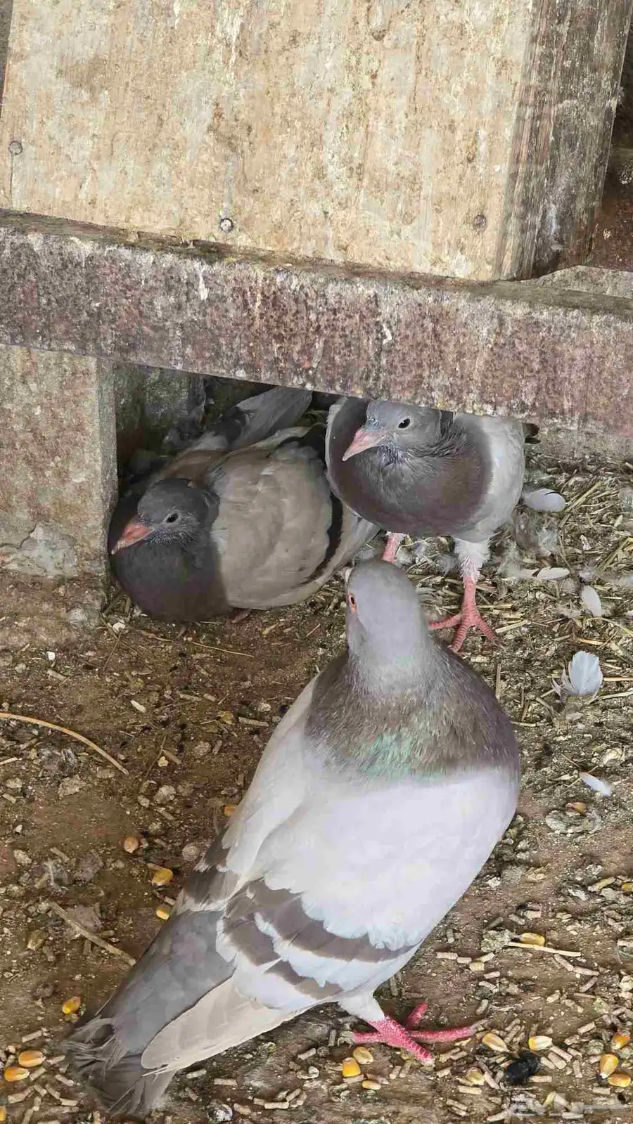 حمام طبات زاجل 1