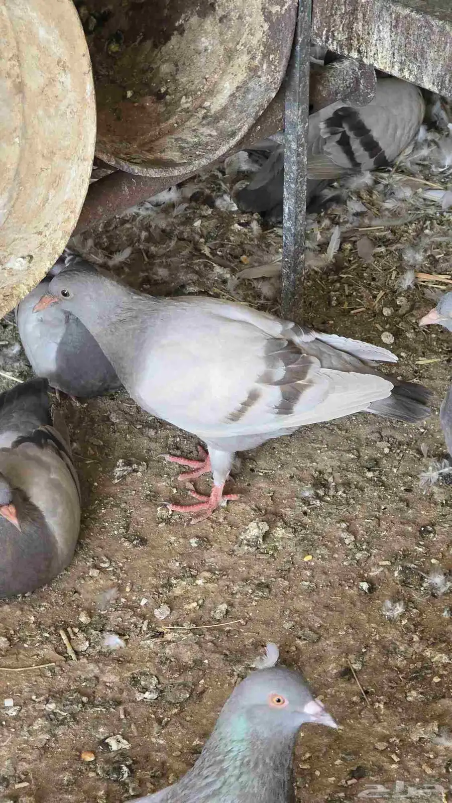حمام طبات زاجل 3