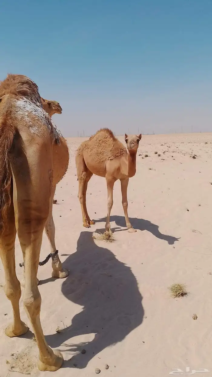قعود قصب عماني حر طيب علا حليب بري شرط العمر7شهور 1